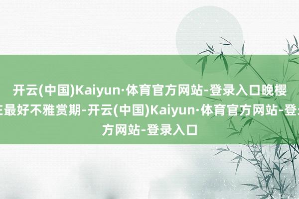 开云(中国)Kaiyun·体育官方网站-登录入口晚樱正处在最好不雅赏期-开云(中国)Kaiyun·体育官方网站-登录入口